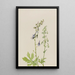 Delphinium Delphinium scopulorum - Mary Vaux Walcott — oprawiony obraz na ścianie