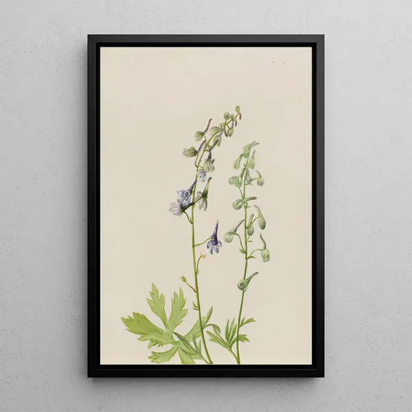 Delphinium Delphinium scopulorum - Mary Vaux Walcott — oprawiony obraz na ścianie