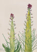 Pustynna świeca Caulanthus inflatus - Mary Vaux Walcott — widok dzieła