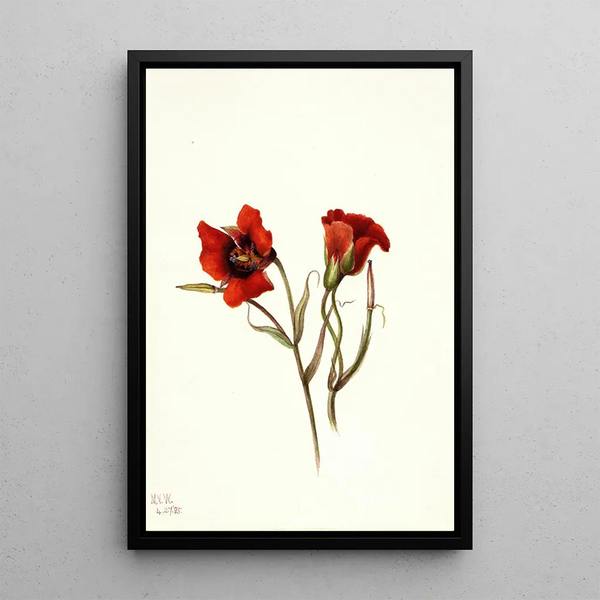 Pustynia Mariposa Calochortus kennedyi - Mary Vaux Walcott — oprawiony obraz na ścianie