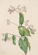 Dogbane Apocyum androsaemfolium - Mary Vaux Walcott — widok dzieła