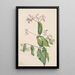 Dogbane Apocyum androsaemfolium - Mary Vaux Walcott — oprawiony obraz na ścianie