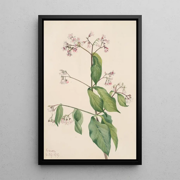 Dogbane Apocyum androsaemfolium - Mary Vaux Walcott — oprawiony obraz na ścianie