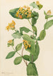 Chèvrefeuille de Douglas Lonicera glaucescens - Mary Vaux Walcott — widok dzieła