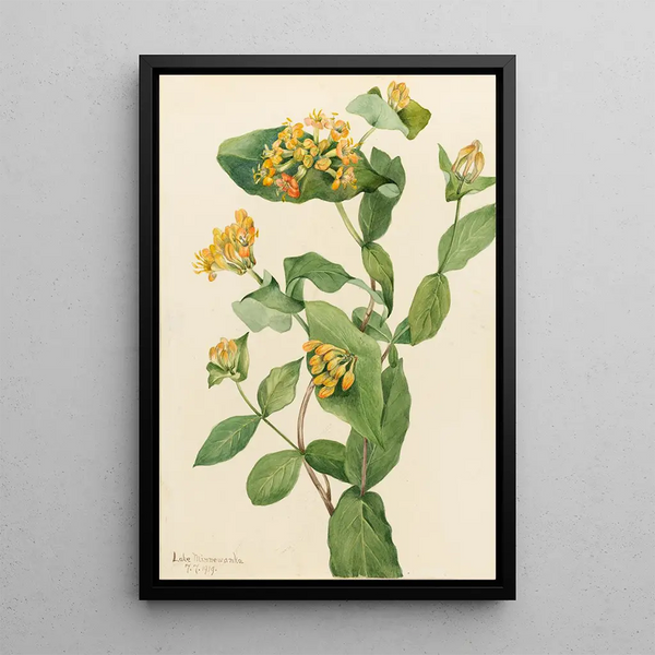 Chèvrefeuille de Douglas Lonicera glaucescens - Mary Vaux Walcott — oprawiony obraz na ścianie
