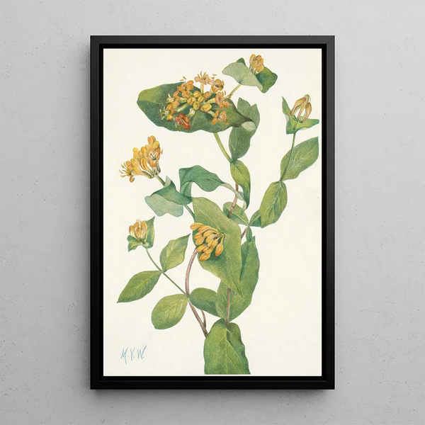 Fleur de Chèvrefeuille de Douglas Lonicera glaucescens - Mary Vaux Walcott — oprawiony obraz na ścianie