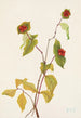 Owoc Chmielu Douglas Lonicera glaucescens - Mary Vaux Walcott — widok dzieła