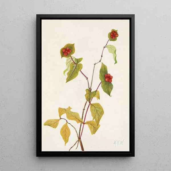 Owoc Chmielu Douglas Lonicera glaucescens - Mary Vaux Walcott — oprawiony obraz na ścianie
