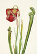 Sarracénie de Drummond Sarracenia drummondii - Mary Vaux Walcott — widok dzieła