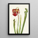 Sarracénie de Drummond Sarracenia drummondii - Mary Vaux Walcott — oprawiony obraz na ścianie