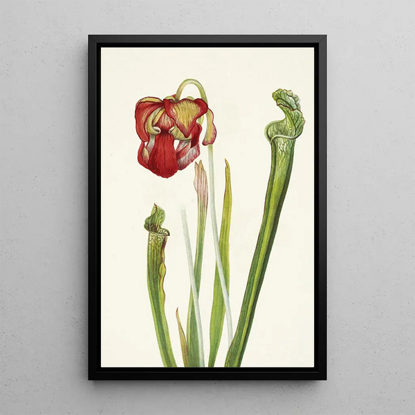 Sarracénie de Drummond Sarracenia drummondii - Mary Vaux Walcott — oprawiony obraz na ścianie