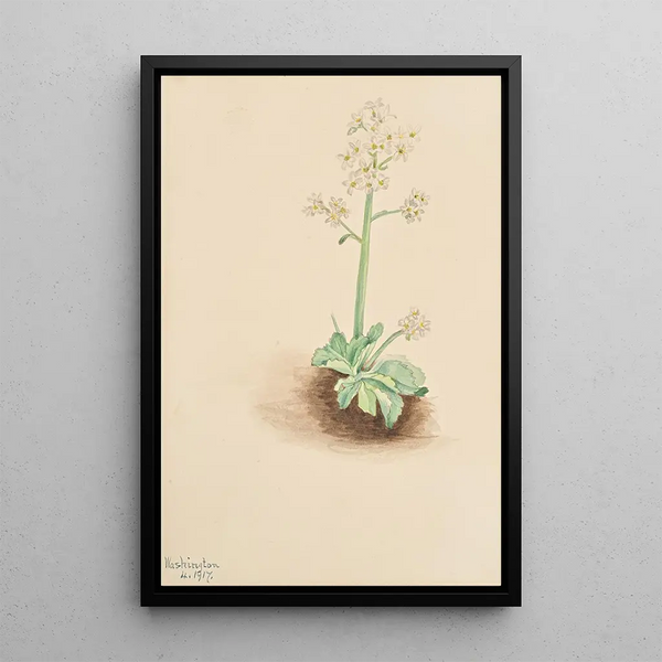 wczesnej skalniaka saxifrage Saxifraga virginiensis - Mary Vaux Walcott — oprawiony obraz na ścianie