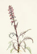 Tête d'éléphant Pedicularis groenlandica - Mary Vaux Walcott — widok dzieła