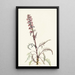 Tête d'éléphant Pedicularis groenlandica - Mary Vaux Walcott — oprawiony obraz na ścianie