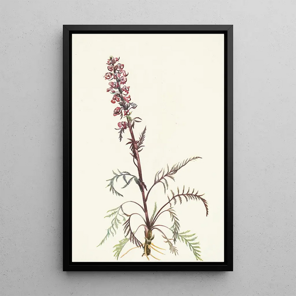 Tête d'éléphant Pedicularis groenlandica - Mary Vaux Walcott — oprawiony obraz na ścianie