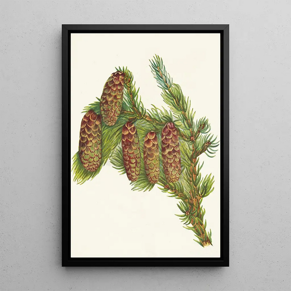 Epinette Engelmann Picea engelmanni - Mary Vaux Walcott — oprawiony obraz na ścianie