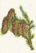 Epinette Engelmann Picea engelmanni - Mary Vaux Walcott — widok dzieła