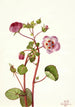 Eremalche rotundifolia - Mary Vaux Walcott — widok dzieła