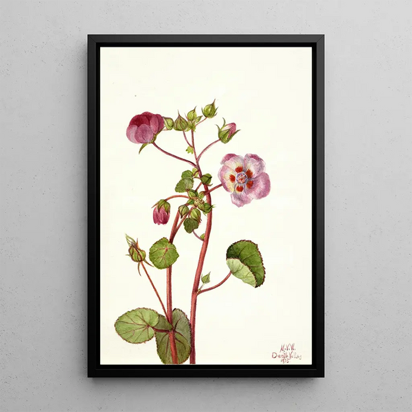 Eremalche rotundifolia - Mary Vaux Walcott — oprawiony obraz na ścianie