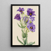 Eustoma russelianum - Mary Vaux Walcott — oprawiony obraz na ścianie