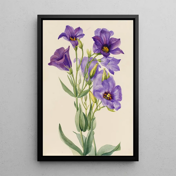 Eustoma russelianum - Mary Vaux Walcott — oprawiony obraz na ścianie