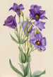 Eustoma russelianum - Mary Vaux Walcott — widok dzieła