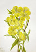 Onagre Oenothera - Mary Vaux Walcott — widok dzieła