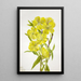 Onagre Oenothera - Mary Vaux Walcott — oprawiony obraz na ścianie