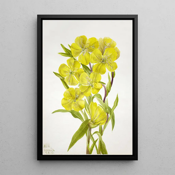 Onagre Oenothera - Mary Vaux Walcott — oprawiony obraz na ścianie
