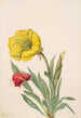 Onagre Oenothera howardi - Mary Vaux Walcott — widok dzieła