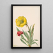 Onagre Oenothera howardi - Mary Vaux Walcott — oprawiony obraz na ścianie