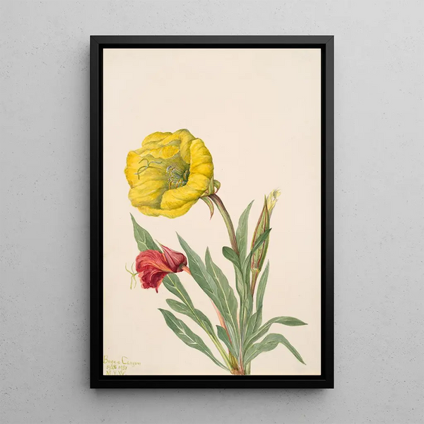 Onagre Oenothera howardi - Mary Vaux Walcott — oprawiony obraz na ścianie