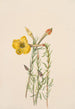 Onagre Oenothera lavandalaefolia - Mary Vaux Walcott — widok dzieła