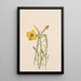 Onagre Oenothera lavandalaefolia - Mary Vaux Walcott — oprawiony obraz na ścianie