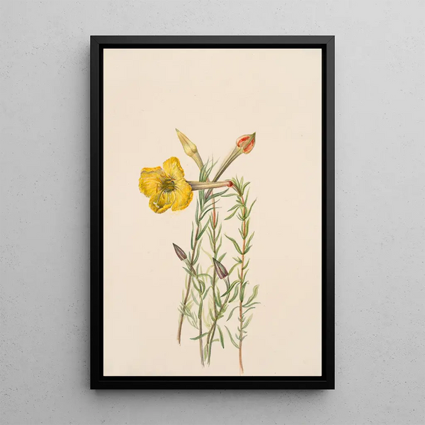 Onagre Oenothera lavandalaefolia - Mary Vaux Walcott — oprawiony obraz na ścianie