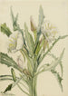 Onagre Pachyoplus hirsutus - Mary Vaux Walcott — widok dzieła