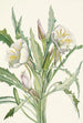 Onagre Pachyloplus hirsutus - Mary Vaux Walcott — widok dzieła