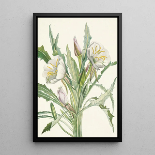 Mary Vaux Walcott - Eveningprimrose Pachyloplus hirsutus.webp