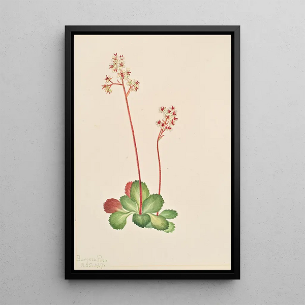 Leptarrhena pyrolifolia zimozielona Saxifrage - Mary Vaux Walcott — oprawiony obraz na ścianie