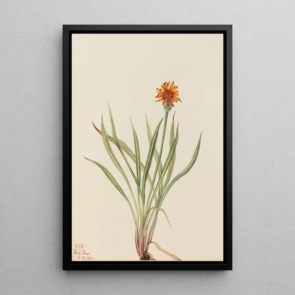 Faux pissenlit Agoseris aurantiaca - Mary Vaux Walcott — oprawiony obraz na ścianie