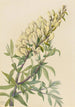 Faux indigo Baptista bructeata - Mary Vaux Walcott — widok dzieła