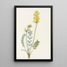 Faux Oxytropis gracilis - Mary Vaux Walcott — oprawiony obraz na ścianie