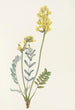 Faux Oxytropis gracilis - Mary Vaux Walcott — widok dzieła