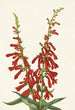 Pentstémon ognisty Pentstemon eatonii - Mary Vaux Walcott — widok dzieła