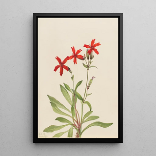 Mary Vaux Walcott - Fire Pink Silene virginica.webp