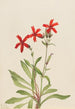 Silène Virginie Silene virginica - Mary Vaux Walcott — widok dzieła