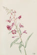 Epilobe en épi Epilobium angustifolium - Mary Vaux Walcott — widok dzieła