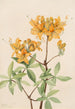 Azalée flamme Azalea lutea - Mary Vaux Walcott — widok dzieła