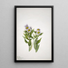 Vergerette à grandes fleurs Erigeron macranthus - Mary Vaux Walcott — oprawiony obraz na ścianie