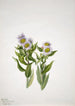 Vergerette à grandes fleurs Erigeron macranthus - Mary Vaux Walcott — widok dzieła